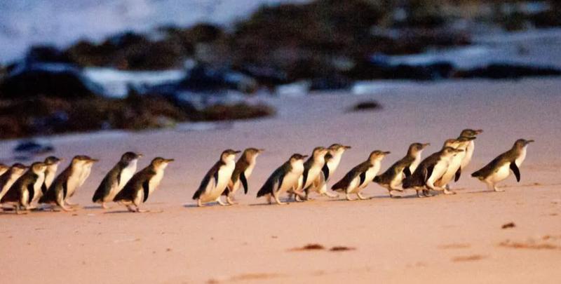 Phillip Island